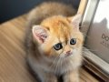 Safkan Golden British Shorthair Yavruları