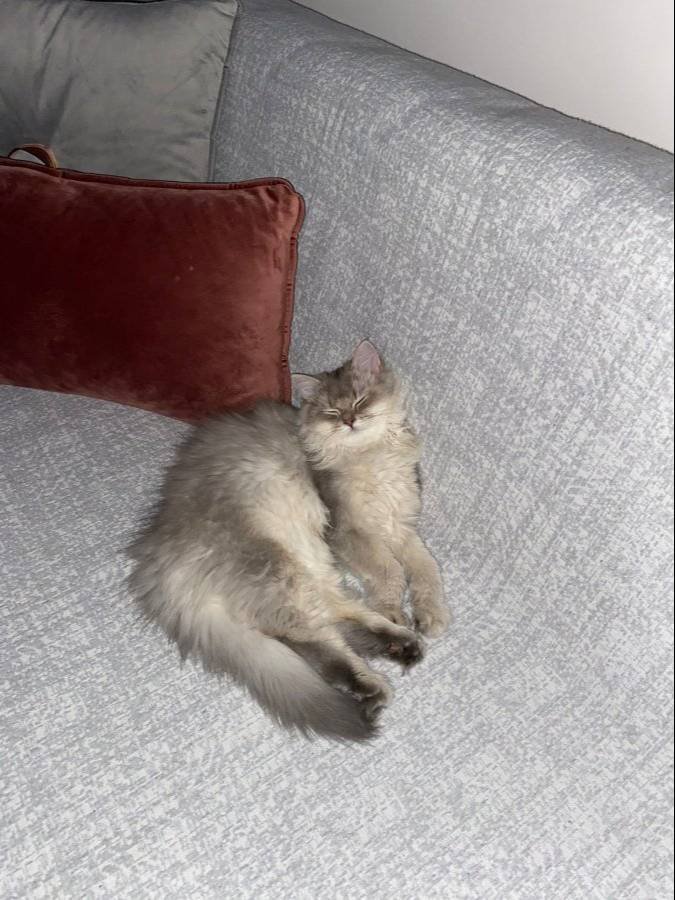 8 Aylık Erkek Longhair