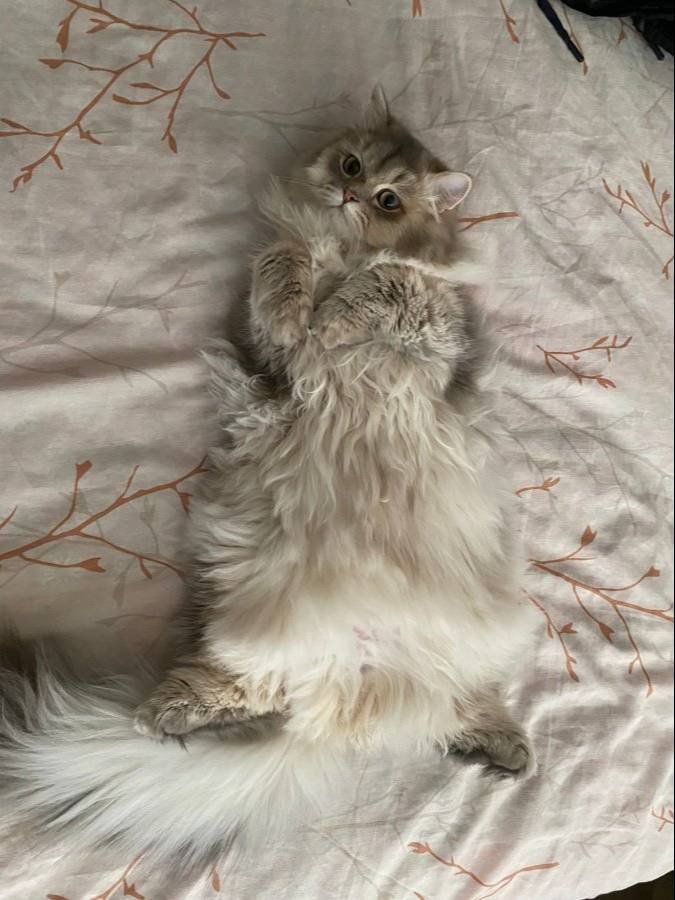 8 Aylık Erkek Longhair