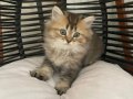Sevimli british longhair erkek yavrumuza yuva arıyoruz 