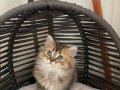 Sevimli british longhair erkek yavrumuza yuva arıyoruz 