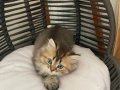 Sevimli british longhair erkek yavrumuza yuva arıyoruz 