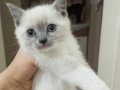 Blue Point British Shorthair