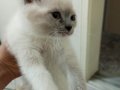 Blue Point British Shorthair