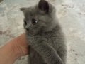 Blue Point British Shorthair