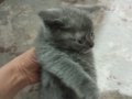 Blue Point British Shorthair