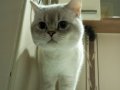 Blue Point British Shorthair