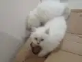 7 Kedimize Aile arıyoruz