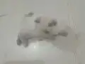 7 Kedimize Aile arıyoruz