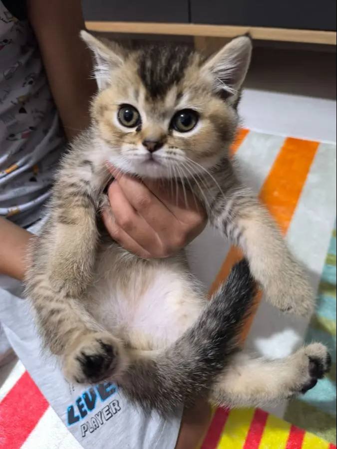 Tatlı scr li yavrular