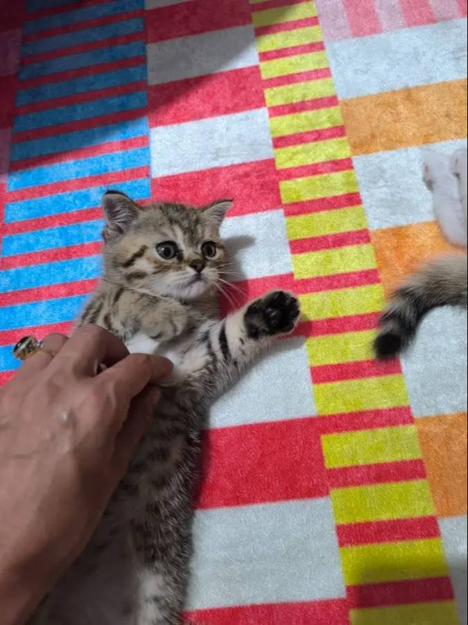 Tatlı scr li yavrular