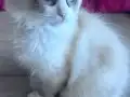 3 Aylık Erkek Ragdoll