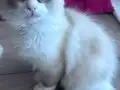 3 Aylık Erkek Ragdoll