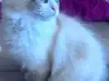 3 Aylık Erkek Ragdoll