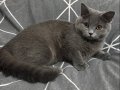9 Aylık Dişi British Kısırlaştırılmamış