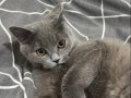 9 Aylık Dişi British Kısırlaştırılmamış