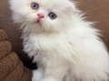 Beyaz mavi gözlü erkek Scottish fold longhair 2 aylık