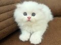 Beyaz mavi gözlü erkek Scottish fold longhair 2 aylık