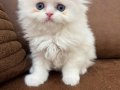 Beyaz mavi gözlü erkek Scottish fold longhair 2 aylık
