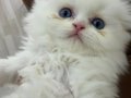 Beyaz mavi gözlü erkek Scottish fold longhair 2 aylık