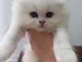 Beyaz mavi gözlü erkek Scottish fold longhair 2 aylık