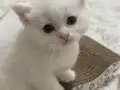 BÖYLE BİR GÜZELLİK YOK 