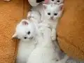 BÖYLE BİR GÜZELLİK YOK 