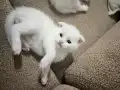BÖYLE BİR GÜZELLİK YOK 