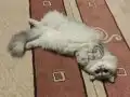 EV VE OYUN ARKADAŞI İRAN CHİNCHİLLA