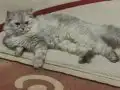 EV VE OYUN ARKADAŞI İRAN CHİNCHİLLA