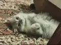 EV VE OYUN ARKADAŞI İRAN CHİNCHİLLA