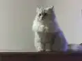 EV VE OYUN ARKADAŞI İRAN CHİNCHİLLA