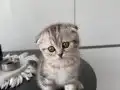 2 Aylık British Shorthair Dişi Yavru