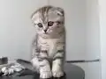 2 Aylık British Shorthair Dişi Yavru
