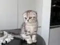 2 Aylık British Shorthair Dişi Yavru
