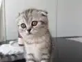 2 Aylık British Shorthair Dişi Yavru