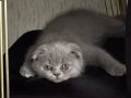 4 Aylık Scottish Fold Erkek Bebek