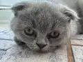4 Aylık Scottish Fold Erkek Bebek