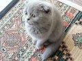 4 Aylık Scottish Fold Erkek Bebek