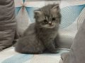 4 Nisan Doğumlu Scottish Fold Yavru