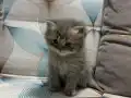 4 Nisan Doğumlu Scottish Fold Yavru