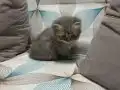 4 Nisan Doğumlu Scottish Fold Yavru