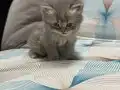 4 Nisan Doğumlu Scottish Fold Yavru