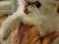 2 Aylık British Longhair Yavru