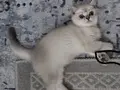 Blue Point British Shorthair Yavru Kedi