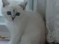 Blue Point British Shorthair Yavru Kedi