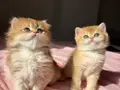 Golden British Shorthair Yavrular