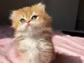 Golden British Shorthair Yavrular