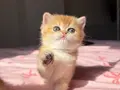Golden British Shorthair Yavrular