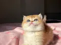 Golden British Shorthair Yavrular